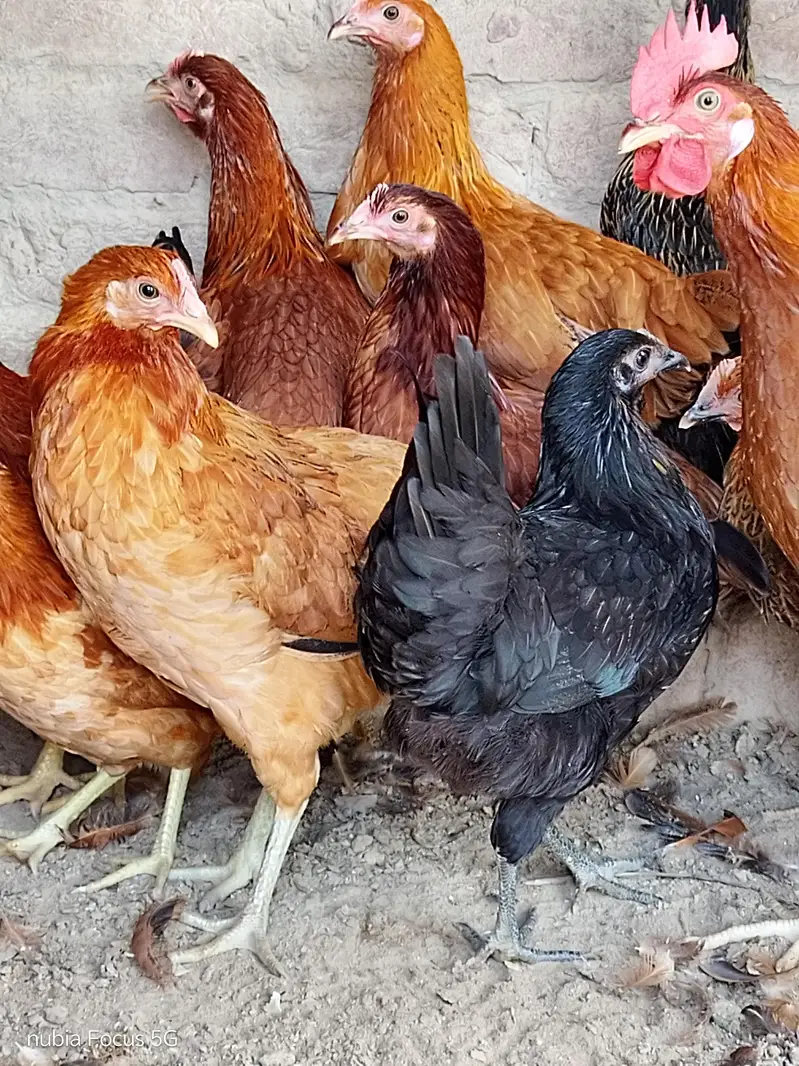 Golden Misri Pathiya For sale. Ready for egg laying. Healthy and activ — photo 4