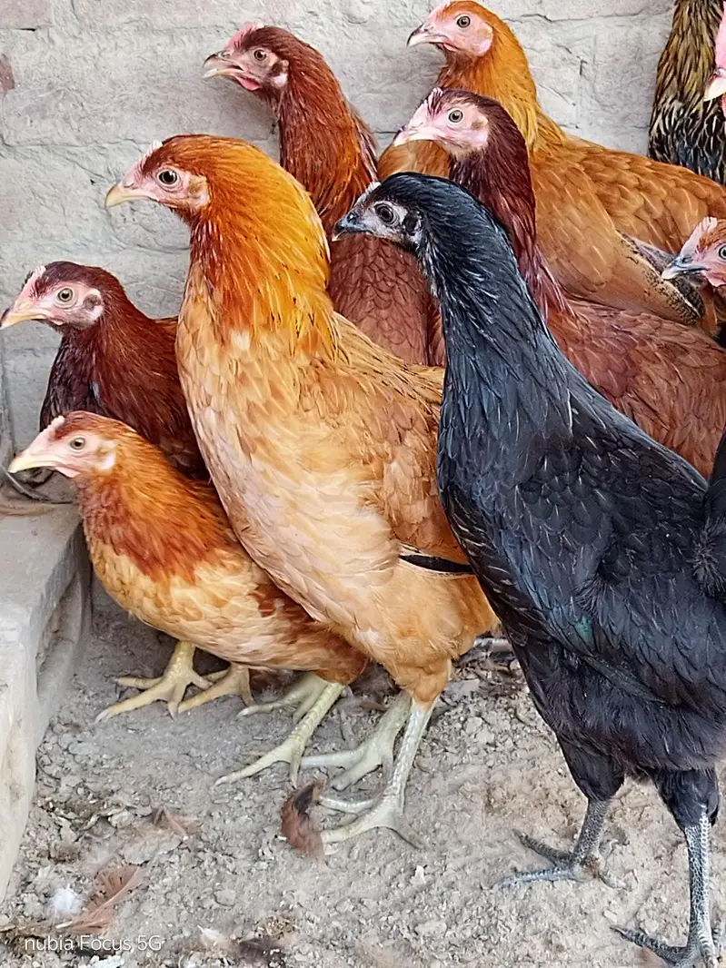 Golden Misri Pathiya For sale. Ready for egg laying. Healthy and activ — photo 5