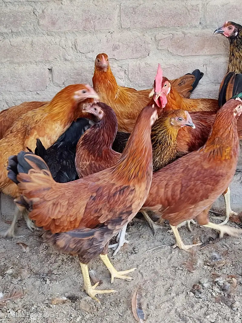 Golden Misri Pathiya For sale. Ready for egg laying. Healthy and activ — photo 6