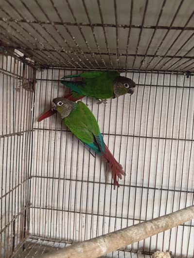 Green cheek conure