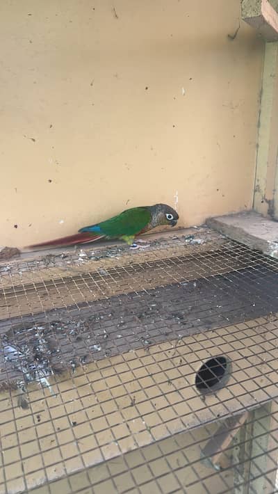 Parrot