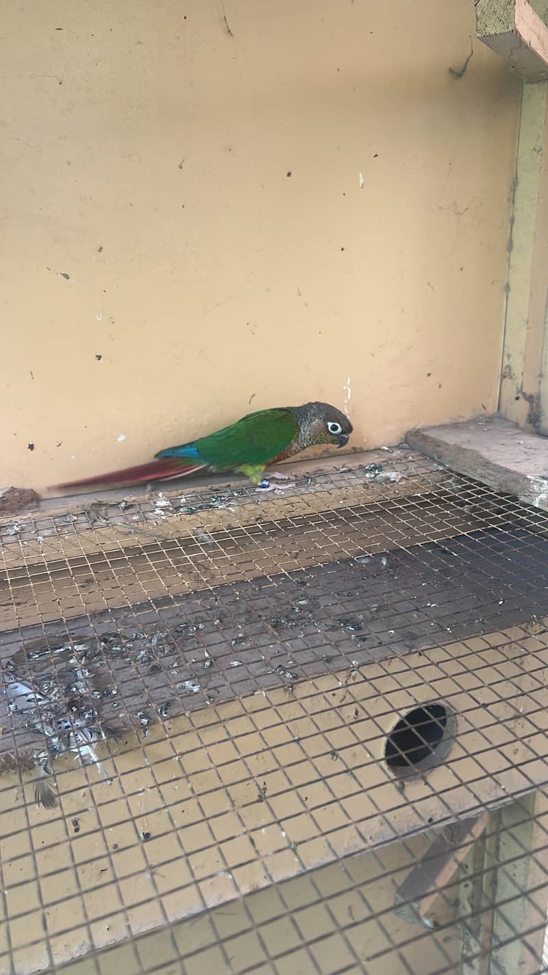 Parrot 0