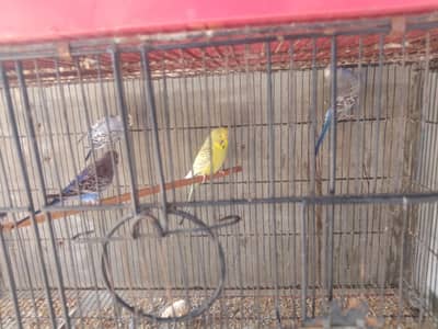 Show Quality & Active Budgies