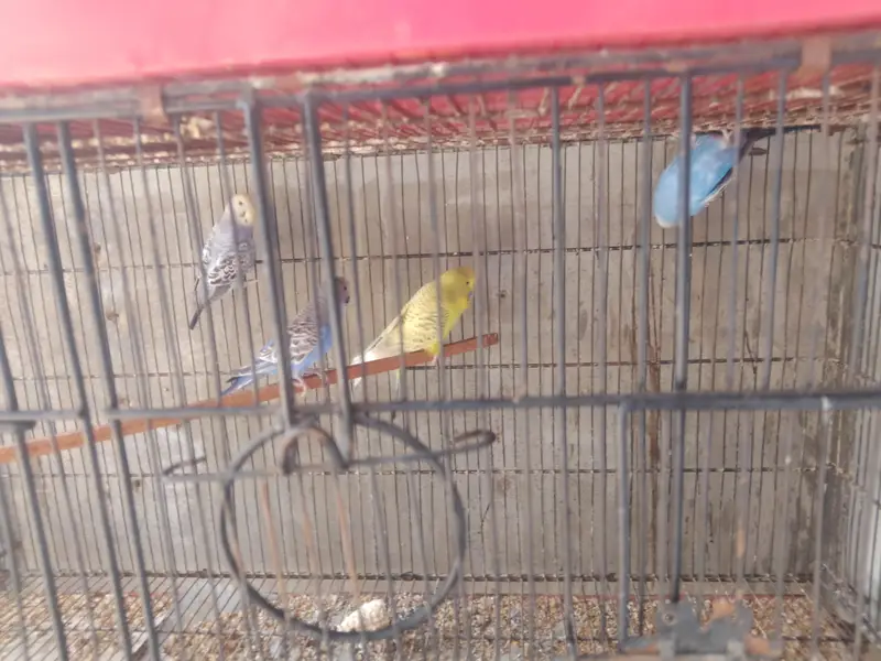 Show Quality & Active Budgies — photo 2
