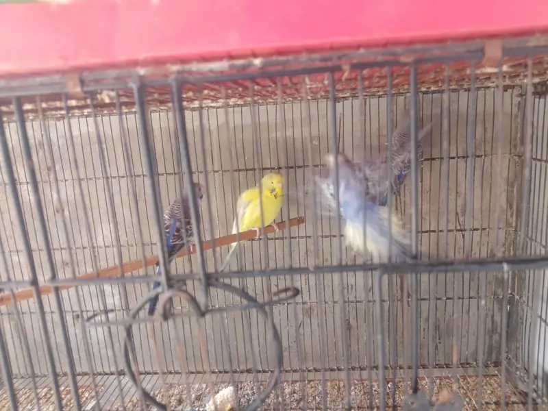 Show Quality & Active Budgies — photo 3