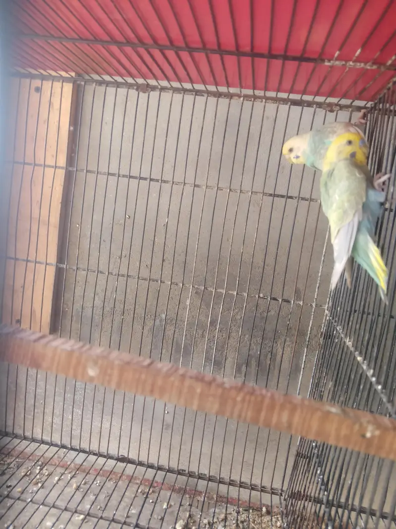 Show Quality & Active Budgies — photo 4