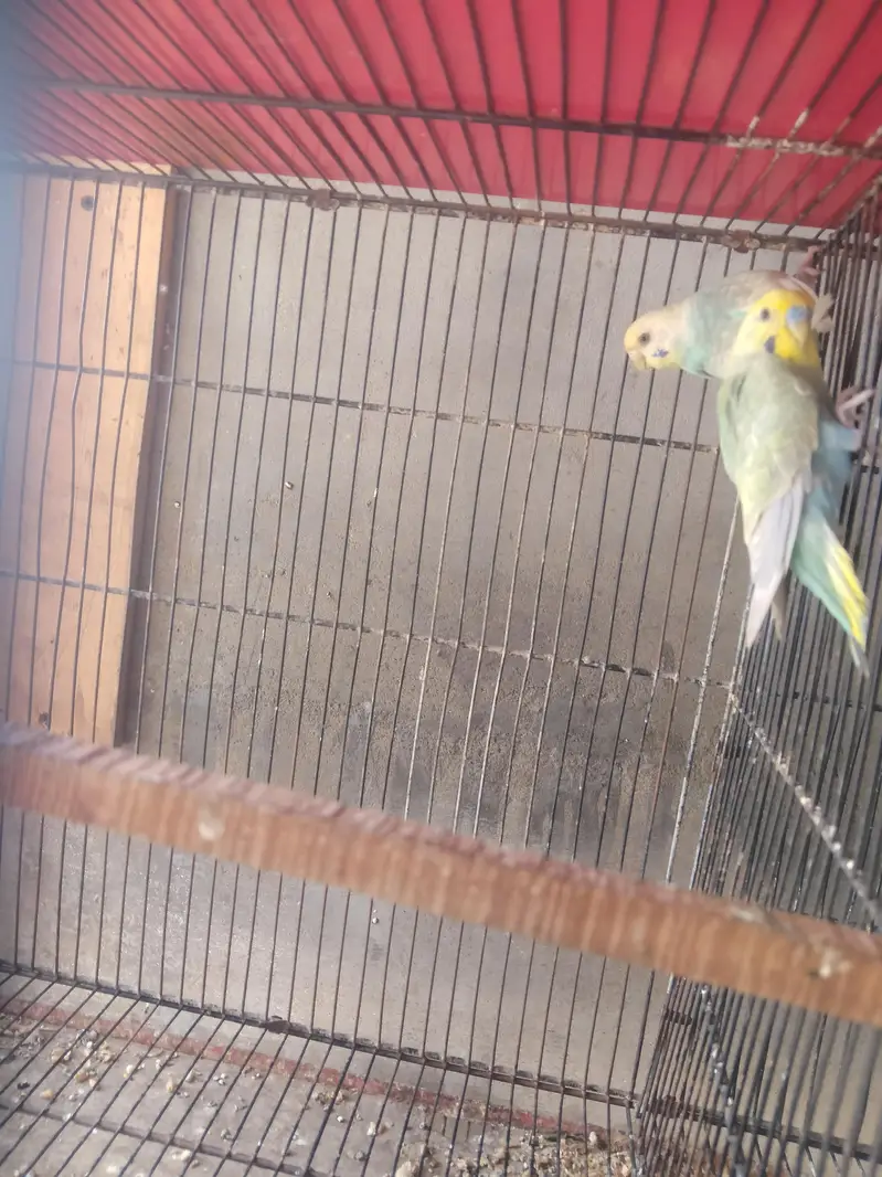 Show Quality & Active Budgies — photo 5
