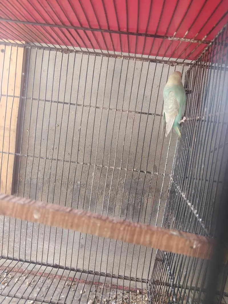 Show Quality & Active Budgies — photo 6