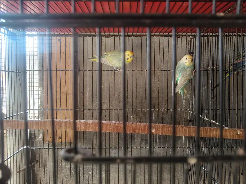 Show Quality & Active Budgies — photo 7