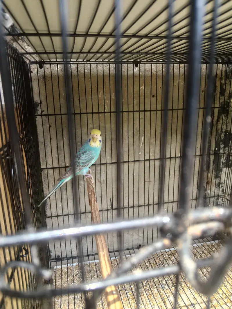 Show Quality & Active Budgies — photo 8
