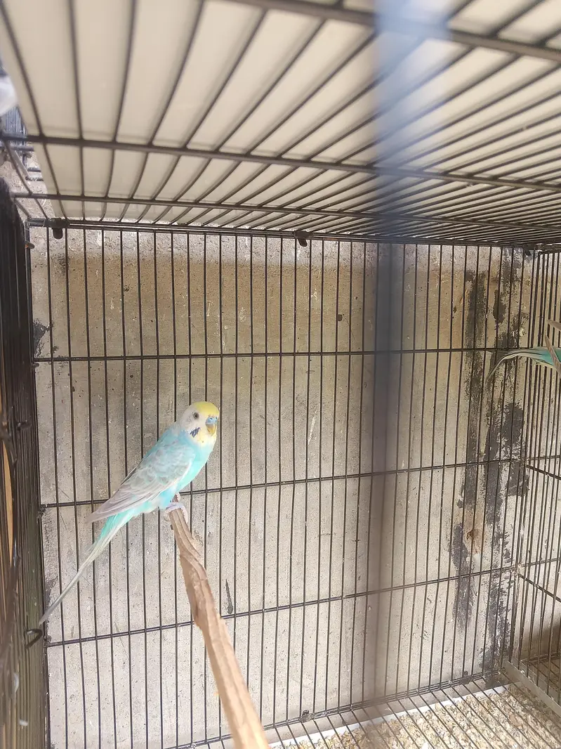 Show Quality & Active Budgies — photo 9