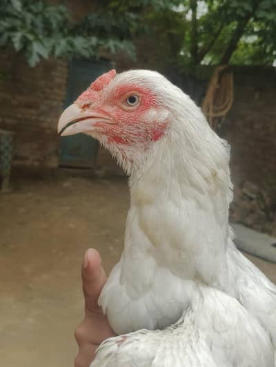 Full paper white aseel Maurghi or patthy. . .