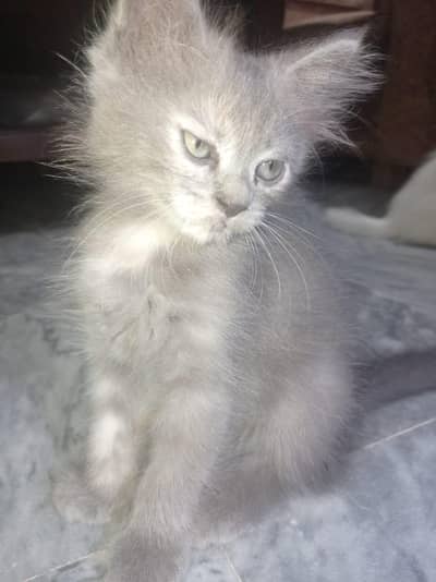 Grey Persian-Mix Kitten