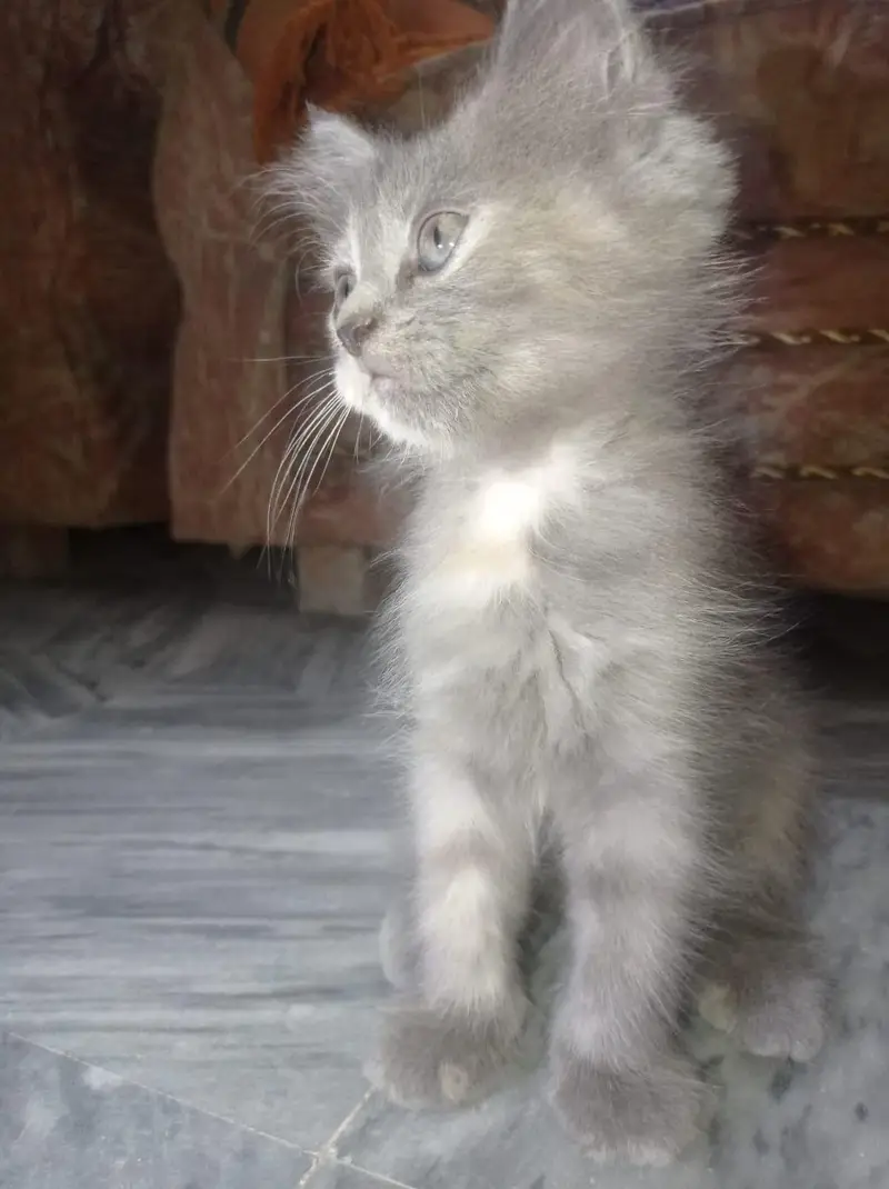 Grey Persian-Mix Kitten — photo 2