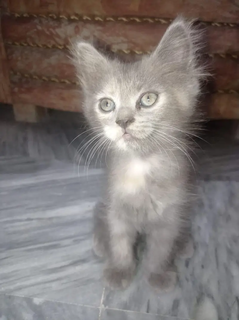 Grey Persian-Mix Kitten — photo 3