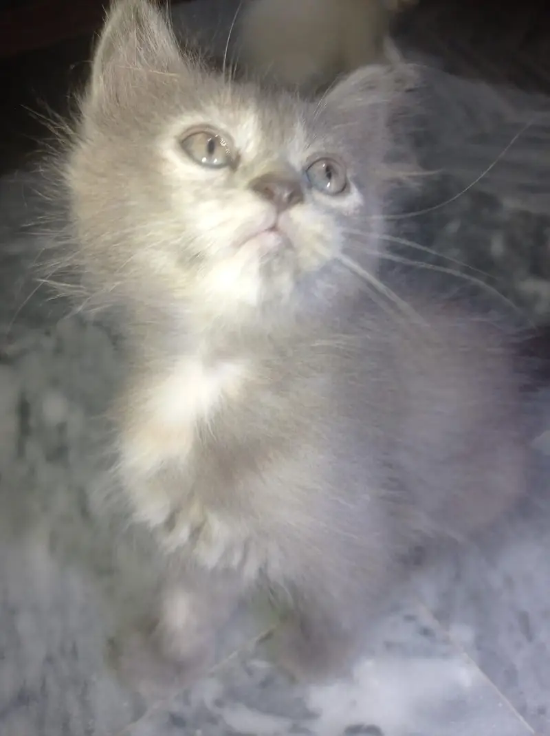 Grey Persian-Mix Kitten — photo 4