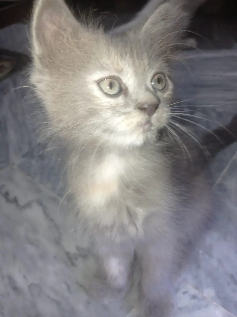 Grey Persian-Mix Kitten — photo 5