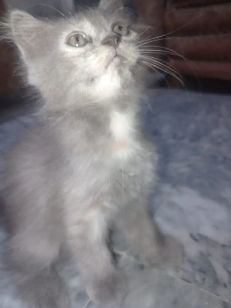 Grey Persian-Mix Kitten — photo 6