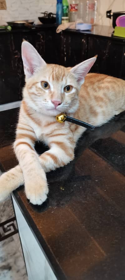 Cat for Sale