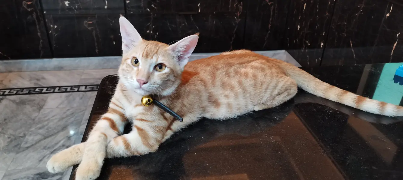 Cat for Sale — photo 2