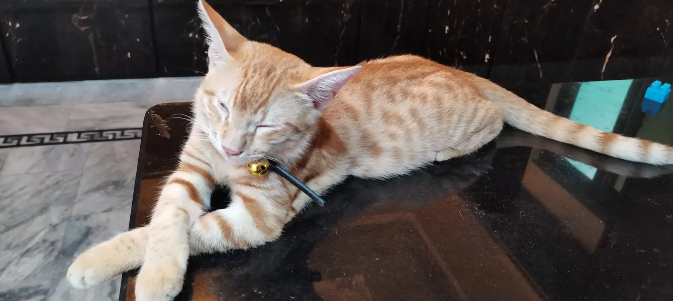 Cat for Sale — photo 3