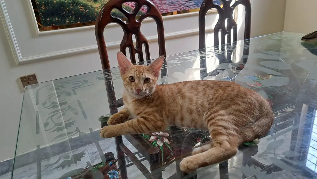 Cat for Sale — photo 4
