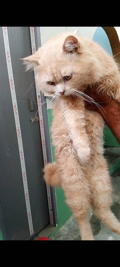 Title: Beautiful Pure Persian Cats for Sale (3 Females & 1 Male)