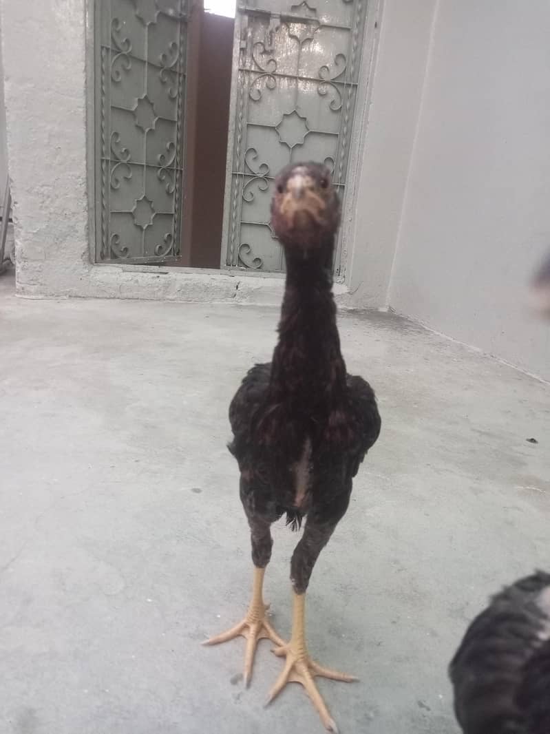 اعلیٰ نسل کا خالص عسیل مرغا برائے فروخت - راولپنڈی 1
