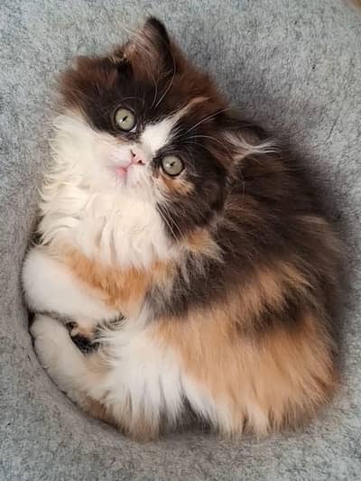 piki face kittens for sale strong bloodline only for famlies