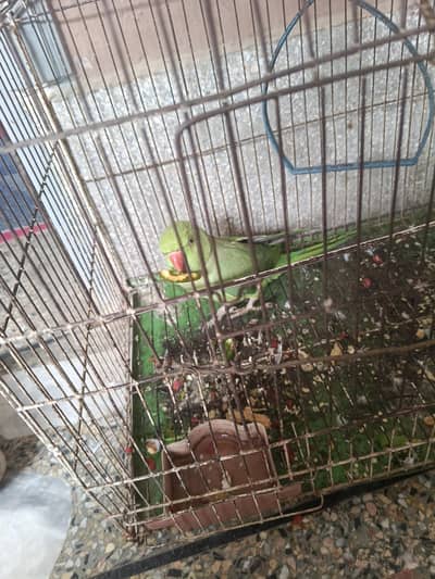 Green Parrot