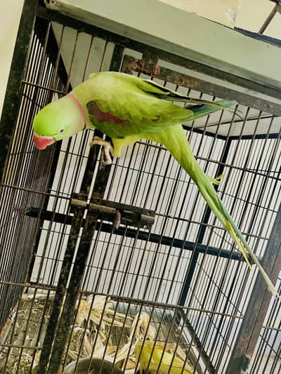 2 years 3 months ka hai Healthy and full active bhi hai 0 bite hai