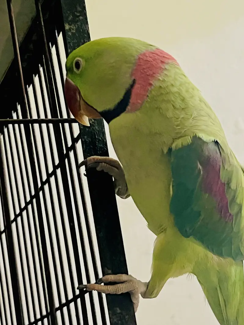 2 years 3 months ka hai Healthy and full active bhi hai 0 bite hai — photo 3