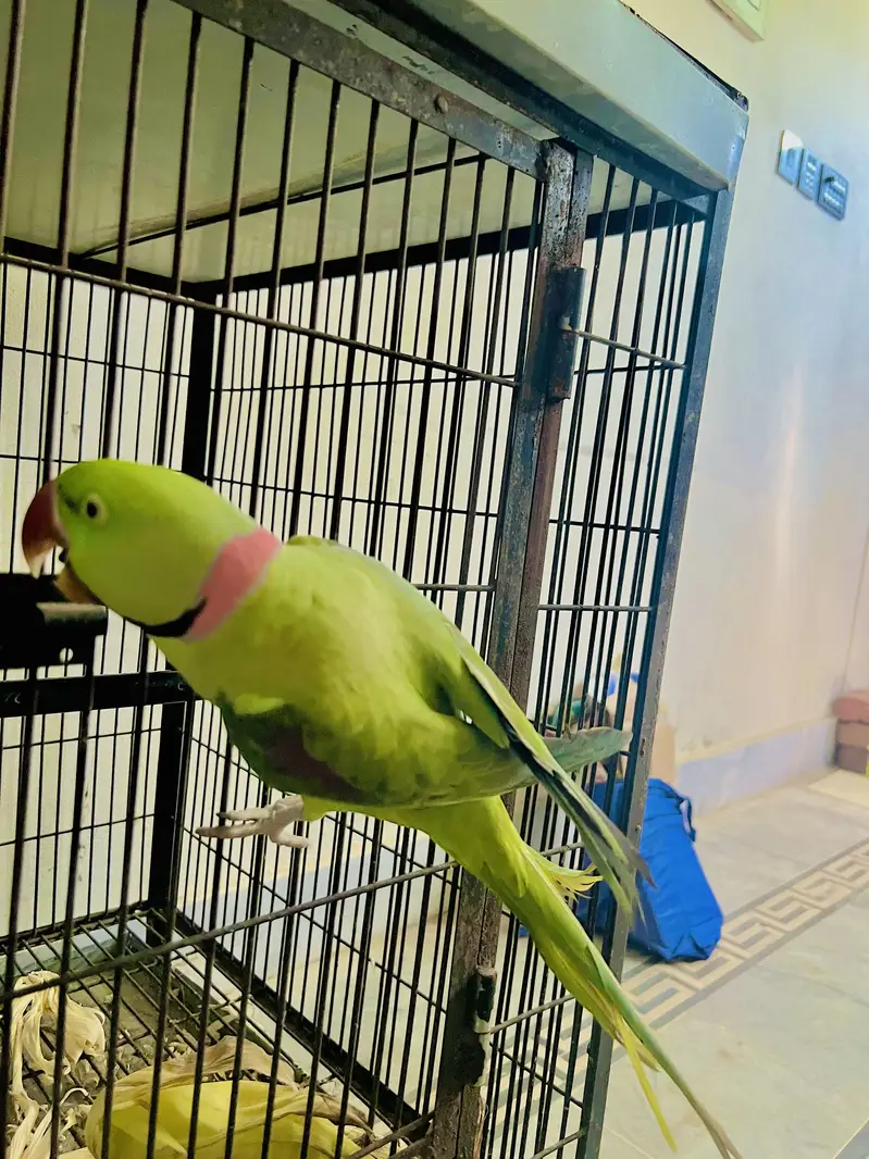 2 years 3 months ka hai Healthy and full active bhi hai 0 bite hai — photo 4