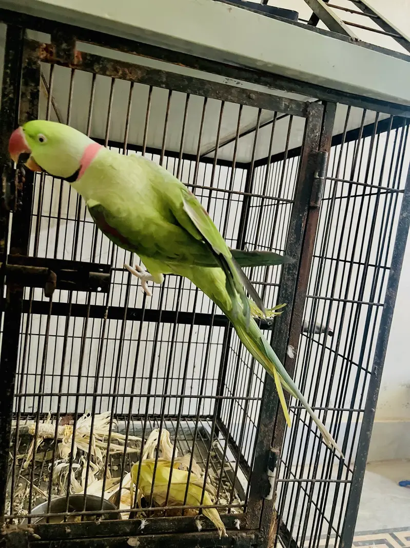 2 years 3 months ka hai Healthy and full active bhi hai 0 bite hai — photo 5