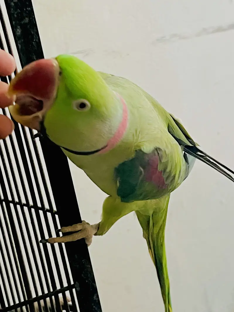 2 years 3 months ka hai Healthy and full active bhi hai 0 bite hai — photo 6