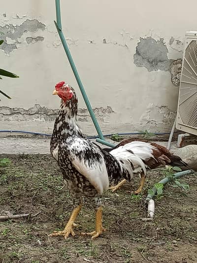 gar ma paale hoa aseel murga jora for sale
