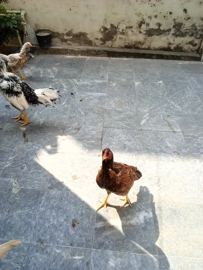 gar ma paale hoa aseel murga jora for sale — photo 2