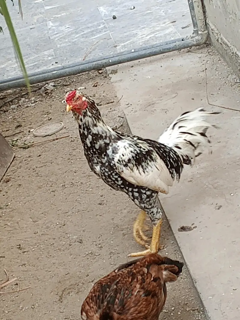 gar ma paale hoa aseel murga jora for sale — photo 3
