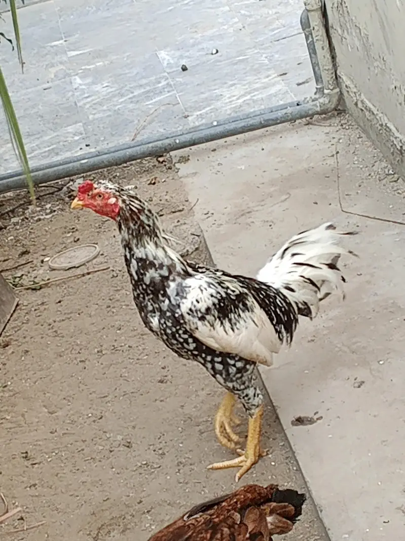 gar ma paale hoa aseel murga jora for sale — photo 4