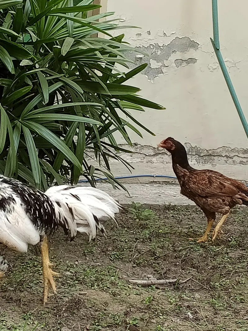 gar ma paale hoa aseel murga jora for sale — photo 5