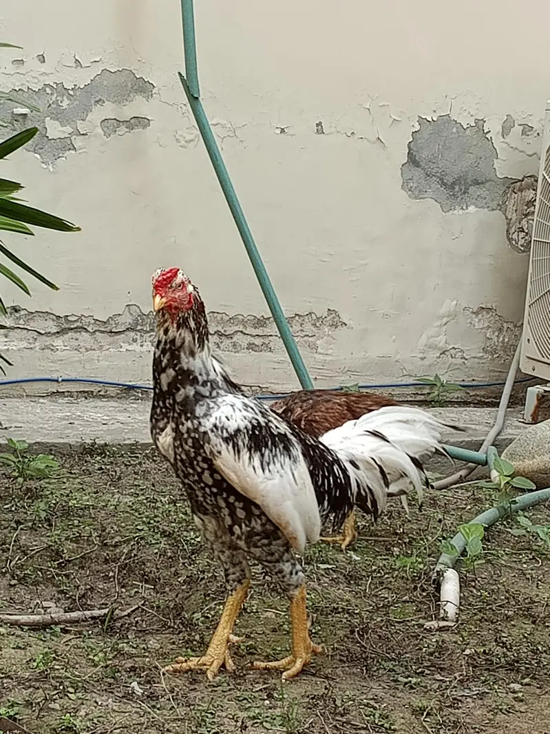 gar ma paale hoa aseel murga jora for sale — photo 6