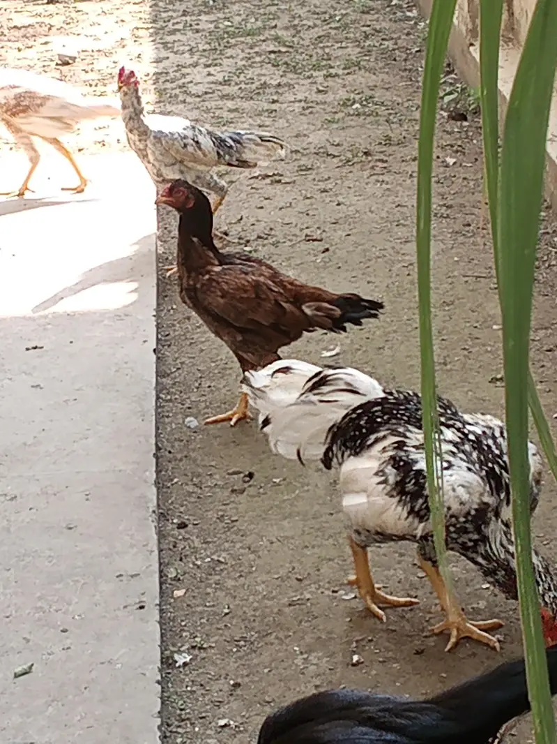gar ma paale hoa aseel murga jora for sale — photo 7