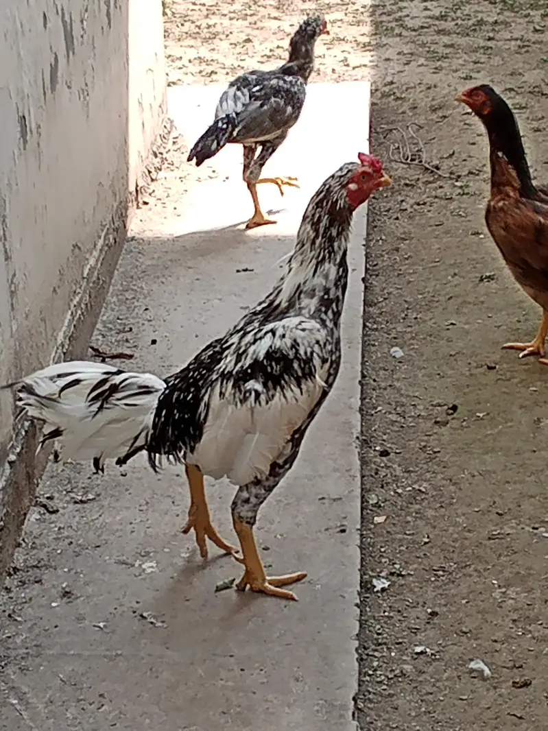 gar ma paale hoa aseel murga jora for sale — photo 8