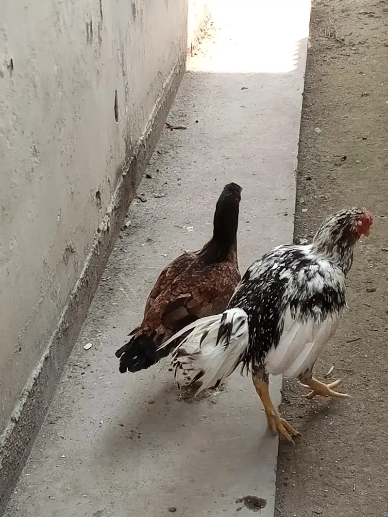 gar ma paale hoa aseel murga jora for sale — photo 9