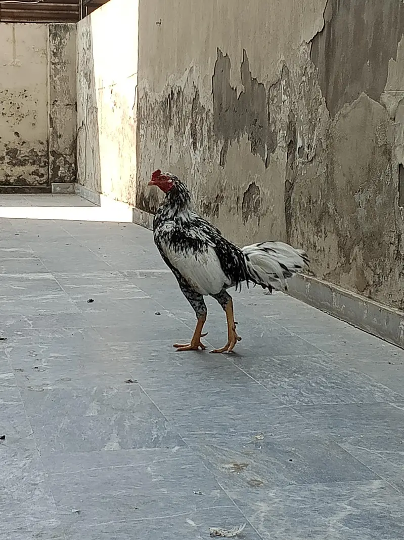 gar ma paale hoa aseel murga jora for sale — photo 10