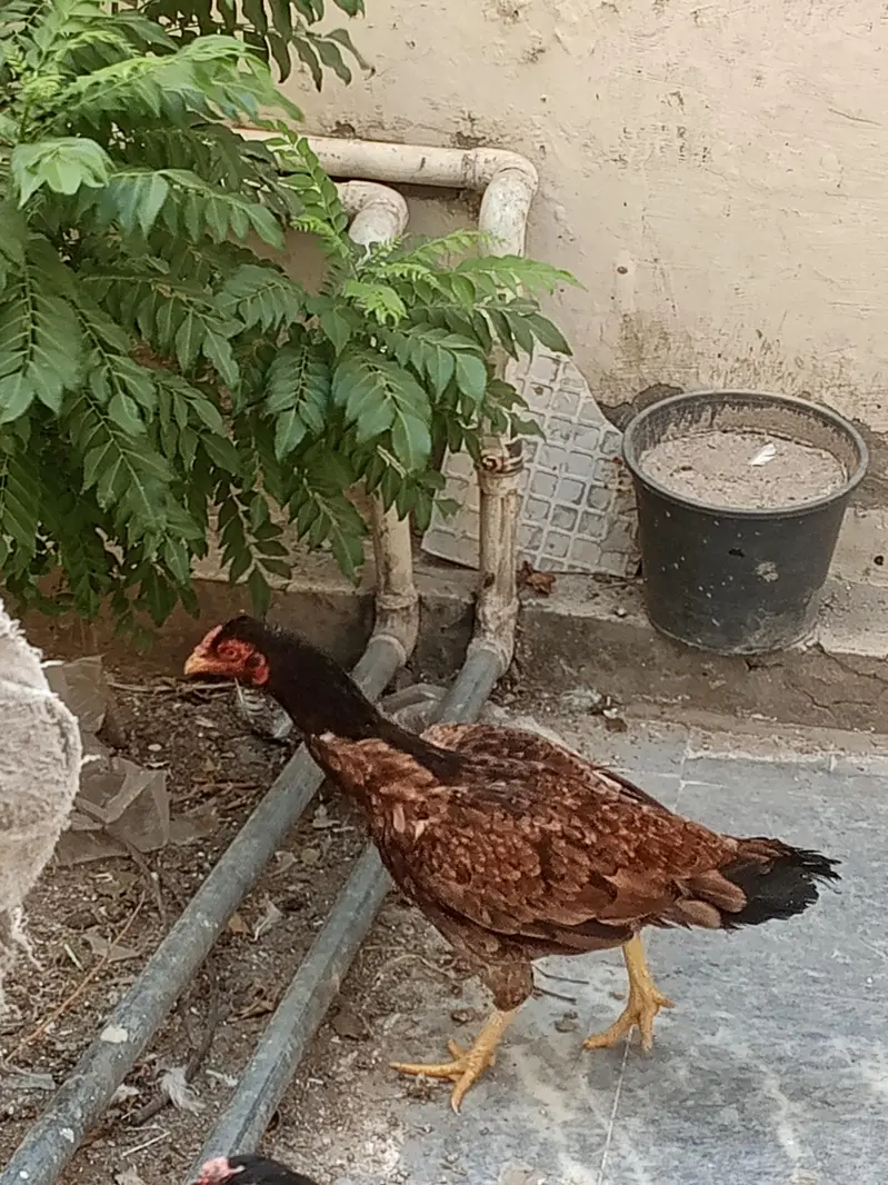 gar ma paale hoa aseel murga jora for sale — photo 11