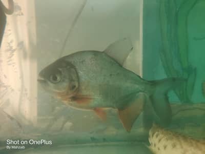 Pacu fish pair