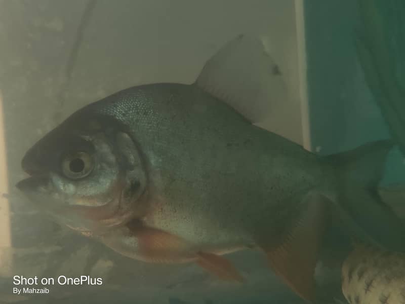 Pacu fish pair 1