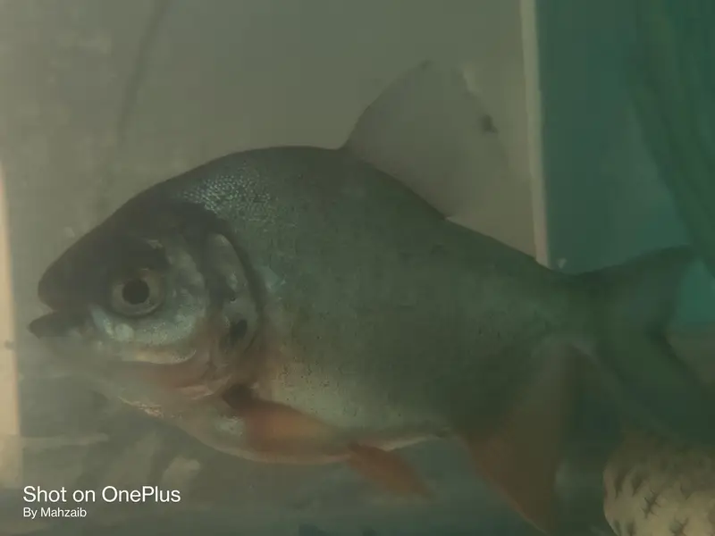 Pacu fish pair — photo 2