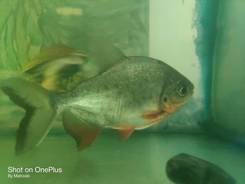 Pacu fish pair 2